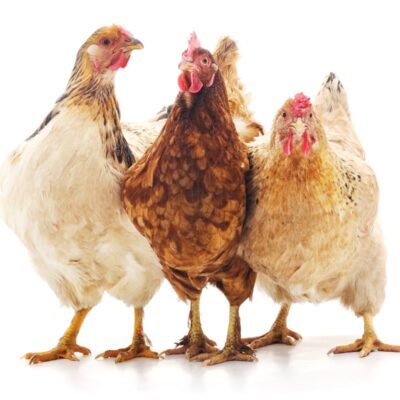 Chicken Society—Are Chickens Social Animals?